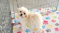 Joey, a male Maltipoo for sale in Tucson, AZ – Photo 10 of 10