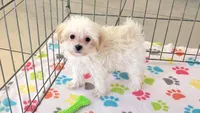 Joey, a male Maltipoo for sale in Tucson, AZ – Photo 5 of 10
