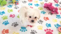 Joey, a male Maltipoo for sale in Tucson, AZ – Photo 3 of 10