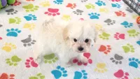 Joey, a male Maltipoo for sale in Tucson, AZ – Photo 2 of 10
