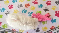 Joey, a male Maltipoo for sale in Tucson, AZ – Photo 8 of 10