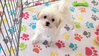 Joey, a male Maltipoo for sale in Tucson, AZ – Photo 3 of 10