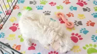 Joey, a male Maltipoo for sale in Tucson, AZ – Photo 6 of 10
