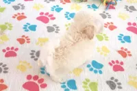 Joey, a male Maltipoo for sale in Tucson, AZ – Photo 4 of 10