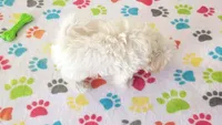 Joey, a male Maltipoo for sale in Tucson, AZ – Photo 4 of 10