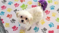 Joey, a male Maltipoo for sale in Tucson, AZ – Photo 2 of 10