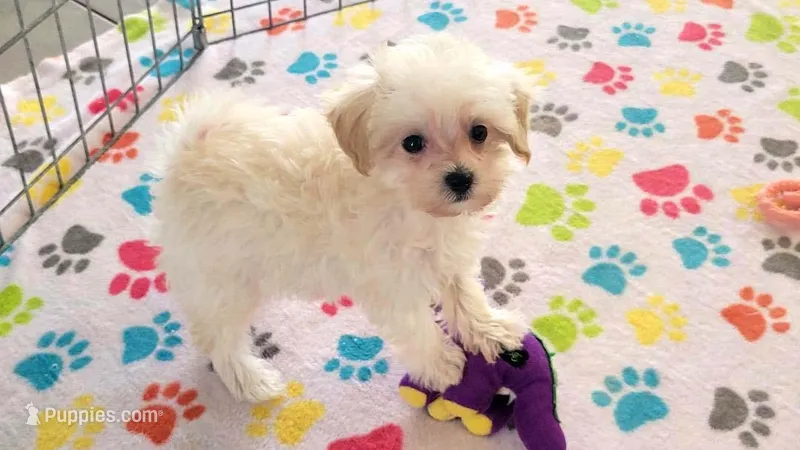 Joey – Maltipoo puppy for sale in Tucson, AZ