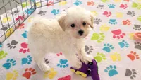 Joey, a male Maltipoo for sale in Tucson, AZ – Photo 1 of 10