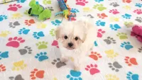 Joey, a male Maltipoo for sale in Tucson, AZ – Photo 8 of 10
