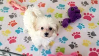 Joey, a male Maltipoo for sale in Tucson, AZ – Photo 9 of 10