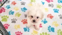 Joey, a male Maltipoo for sale in Tucson, AZ – Photo 9 of 10