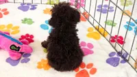 Nugget, a female Cockapoo and Poodle - Toy  for sale in Tucson, AZ – 5 of 9