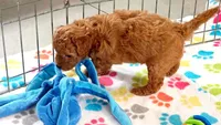 Amber, a female Cavapoo and Poodle - Miniature  for sale in Tucson, AZ – 6 of 10