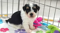 Bruno, a male Havashire for sale in Tucson, AZ – 9 of 10