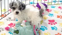 Sydney, a female Havapoo for sale in Tucson, AZ – 5 of 8
