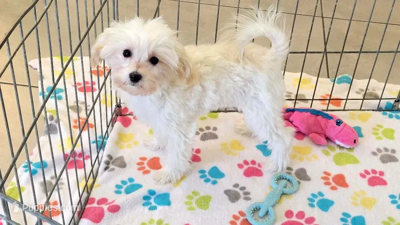 Joey – Maltipoo puppy for sale in Tucson, AZ