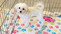 Joey, a male Maltipoo for sale in Tucson, AZ – 1 of 9