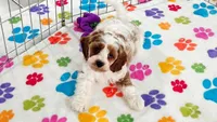 Buck, a male Cavapoo and Poodle - Toy  for sale in Tucson, AZ – 9 of 10