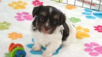 Piper, a female Havashire for sale in Tucson, AZ – 1 of 9