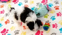Ace, a male Maltese and Papillon for sale in Tucson, AZ – 7 of 9