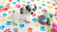 Maya, a female Havapoo for sale in Tucson, AZ – 7 of 10