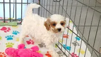 Hank, a male Cavapoo and Poodle - Toy  for sale in Tucson, AZ – 2 of 10