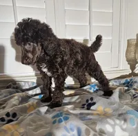 Amos, a male Poodle - Standard  for sale in Houston, TX – 4 of 4