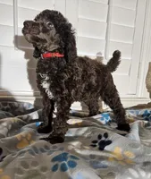 Amos, a male Poodle - Standard  for sale in Houston, TX – 2 of 4