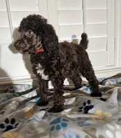 Amos, a male Poodle - Standard  for sale in Houston, TX – 1 of 4
