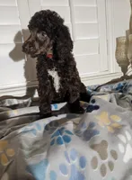 Amos, a male Poodle - Standard  for sale in Houston, TX – 3 of 4