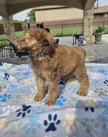 Amadeus , a male Poodle - Standard  for sale in Houston, TX – 2 of 10