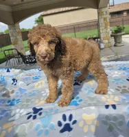 Amadeus , a male Poodle - Standard  for sale in Houston, TX – 1 of 10