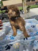 Amadeus , a male Poodle - Standard  for sale in Houston, TX – 10 of 10
