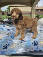Amadeus , a male Poodle - Standard  for sale in Houston, TX – 5 of 10