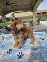 Amadeus , a male Poodle - Standard  for sale in Houston, TX – 7 of 10