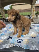 Amadeus , a male Poodle - Standard  for sale in Houston, TX – 8 of 10