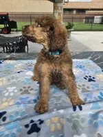 Amadeus , a male Poodle - Standard  for sale in Houston, TX – 9 of 10