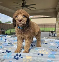 Amadeus , a male Poodle - Standard  for sale in Houston, TX – 4 of 10