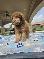 Amadeus , a male Poodle - Standard  for sale in Houston, TX – 6 of 10