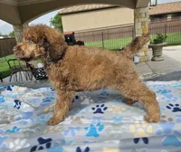 Amadeus , a male Poodle - Standard  for sale in Houston, TX – 3 of 10