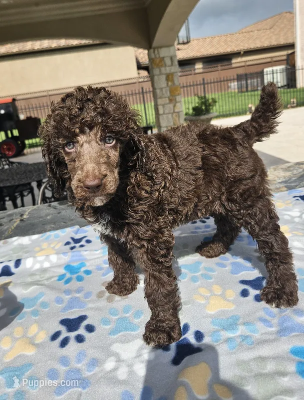 Amos – Poodle - Standard  puppy for sale in Houston, TX