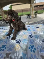 Amos, a male Poodle - Standard  for sale in Houston, TX – 5 of 6