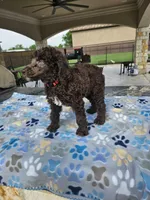 Amos, a male Poodle - Standard  for sale in Houston, TX – 4 of 6