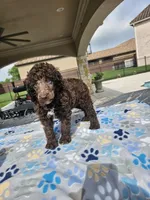 Amos, a male Poodle - Standard  for sale in Houston, TX – 3 of 6