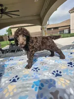 Amos, a male Poodle - Standard  for sale in Houston, TX – 2 of 6