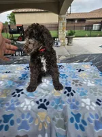 Amos, a male Poodle - Standard  for sale in Houston, TX – 6 of 6
