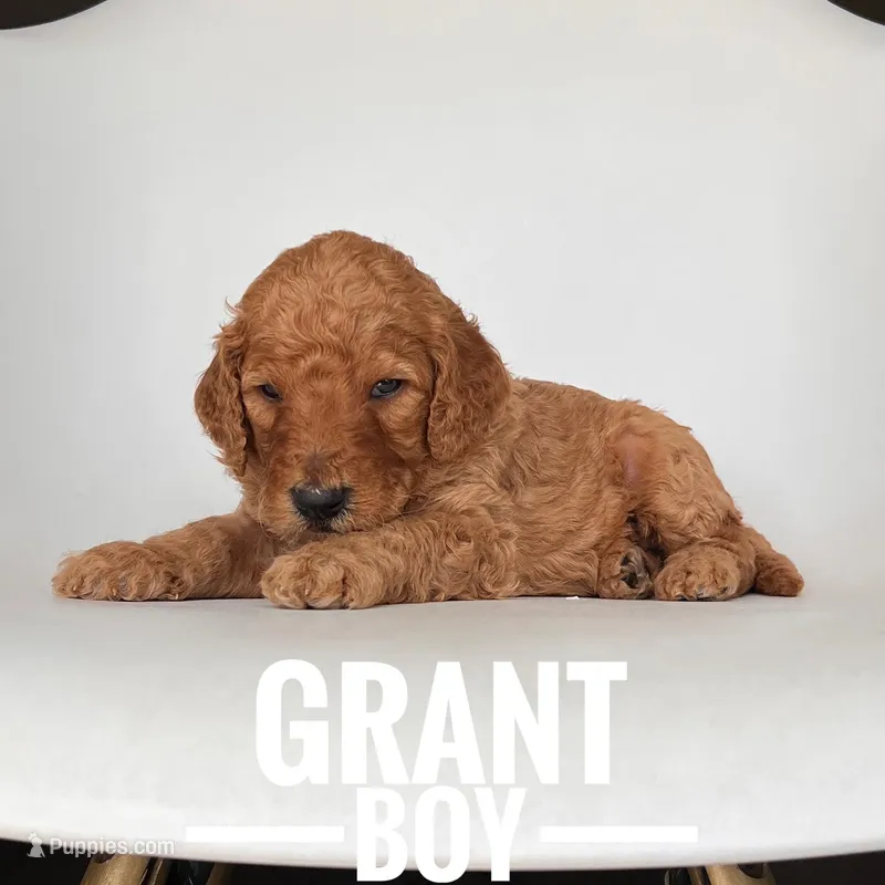 Grant, a male Irish Doodle for sale in Lake Charles, LA – Photo 1 of 1