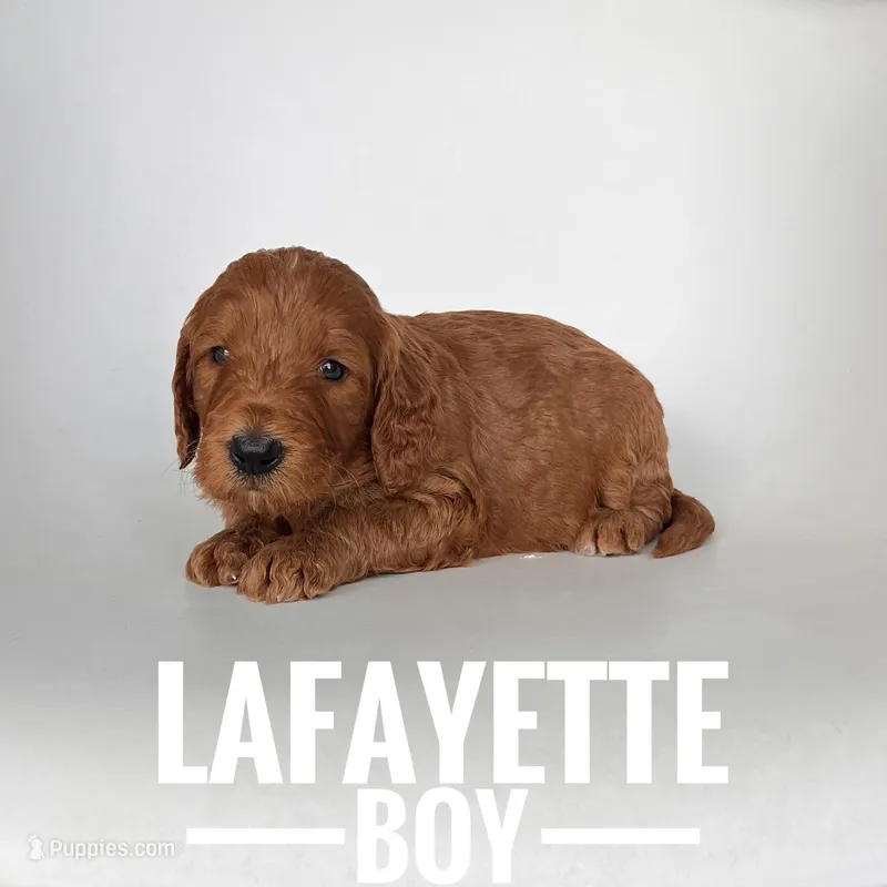 Lafayette, a male Irish Doodle for sale in Lake Charles, LA – Photo 1 of 1