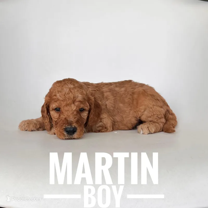Martin, a male Irish Doodle for sale in Lake Charles, LA – Photo 1 of 1
