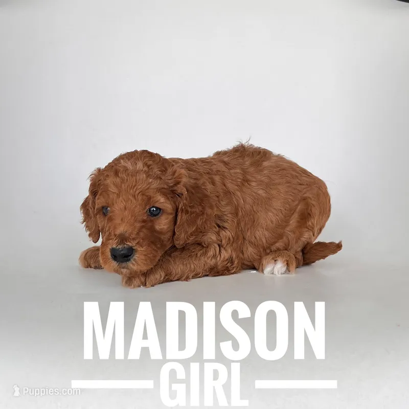 Madison, a female Irish Doodle for sale in Lake Charles, LA – Photo 1 of 1